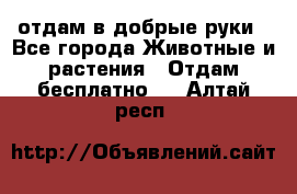 отдам в добрые руки - Все города Животные и растения » Отдам бесплатно   . Алтай респ.